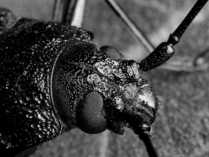 Ergates faber (Cerambycidae), foto b/n agosto 1969